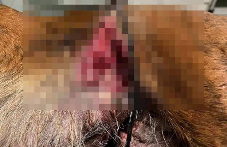 cane con trappola dei bracconieri