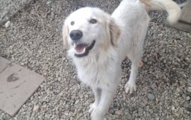 cane sardo in adozione