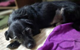 cane in adozione