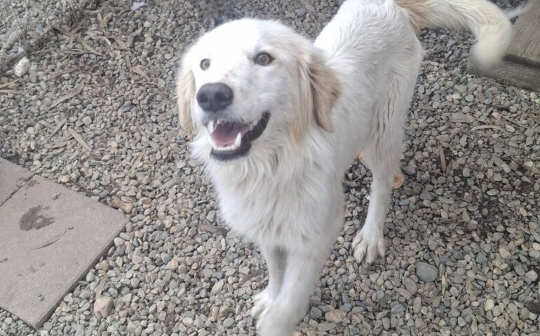 cane sardo in adozione