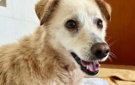 cane in cerca di adozione