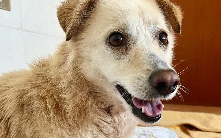 cane in cerca di adozione