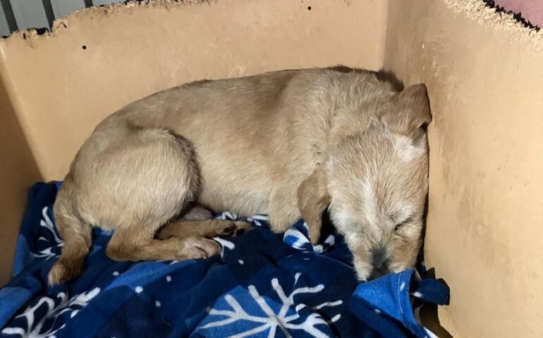 cane in cerca di casa