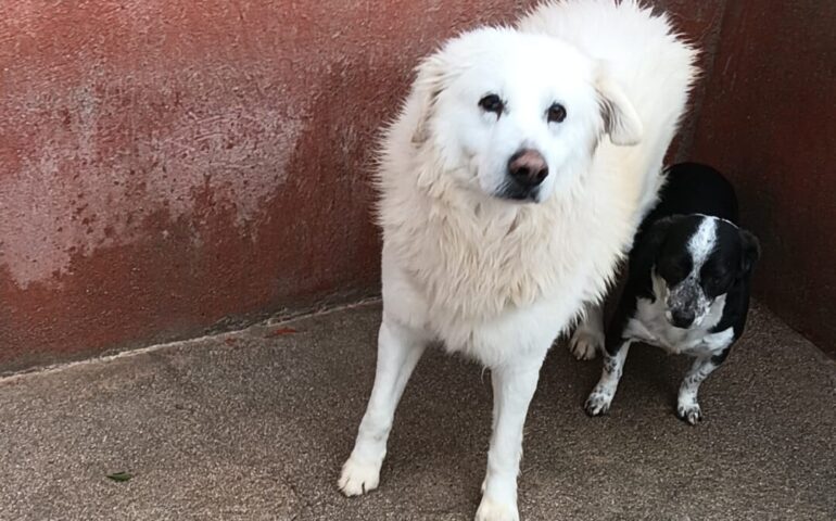 cane in cerca di casa