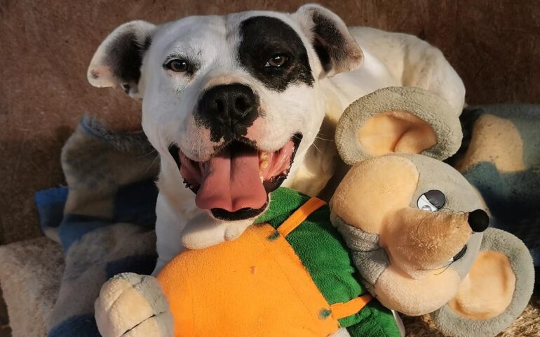 pit, il cane che ha deciso di vivere al rifugio