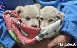 cuccioli in cerca di casa
