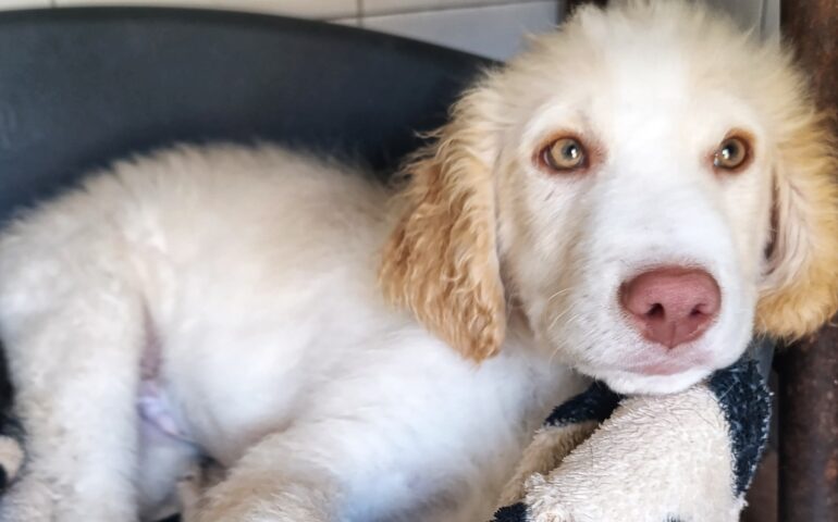 cuccioli in cerca di casa