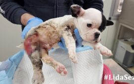 cucciolo ferito