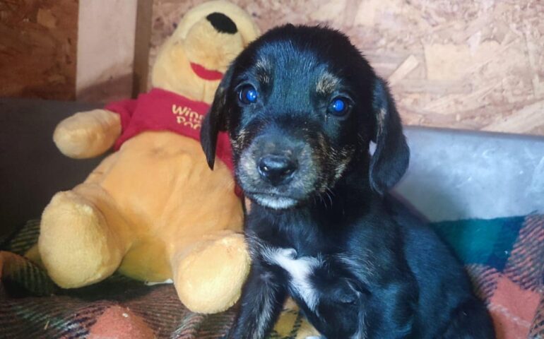 cucciolo in cerca di casa