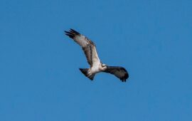 il falco pescatore torna a nidificare a tavolara