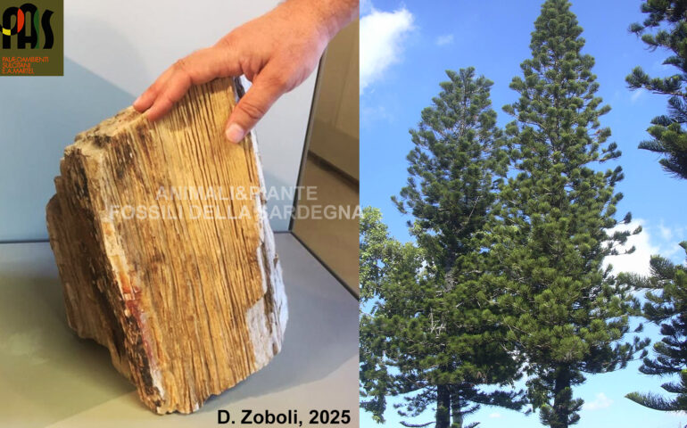 foresta pietrificata gonnesa