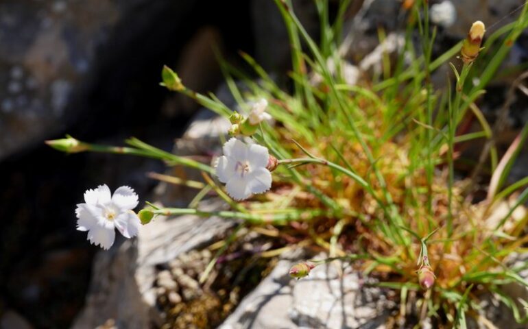 Piccolo, raro e affascinante: c’è un fiore che cresce solo in Sardegna. Sapete di che si tratta?