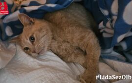 gatto sardo abbandonato in coma