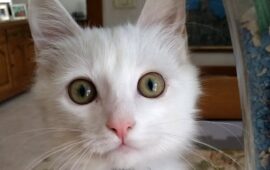gatto romeo