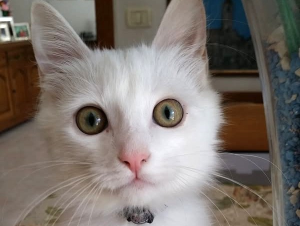 gatto romeo