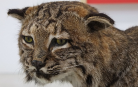 Il gatto selvatico sardo PH di Ignazio Pillitu