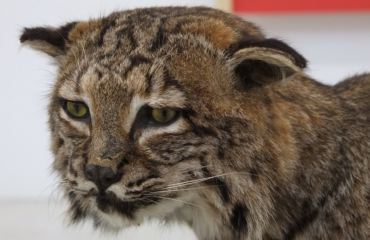 Il gatto selvatico sardo PH di Ignazio Pillitu