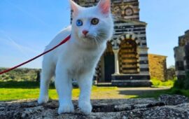 Yuki il gattino sardo esploratore