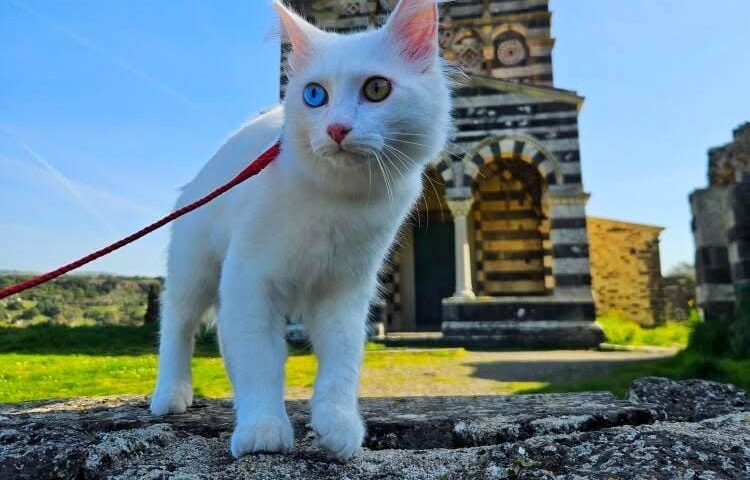 Yuki il gattino sardo esploratore