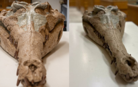 reperto di coccodrillo preistorico sardo