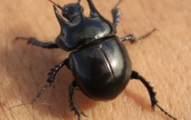 scarabeo con le corna sardo