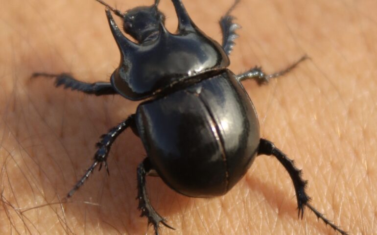 scarabeo con le corna sardo