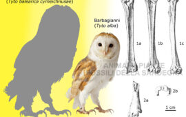 barbagianni
