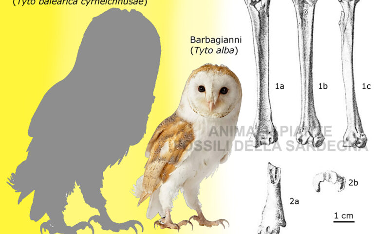 barbagianni