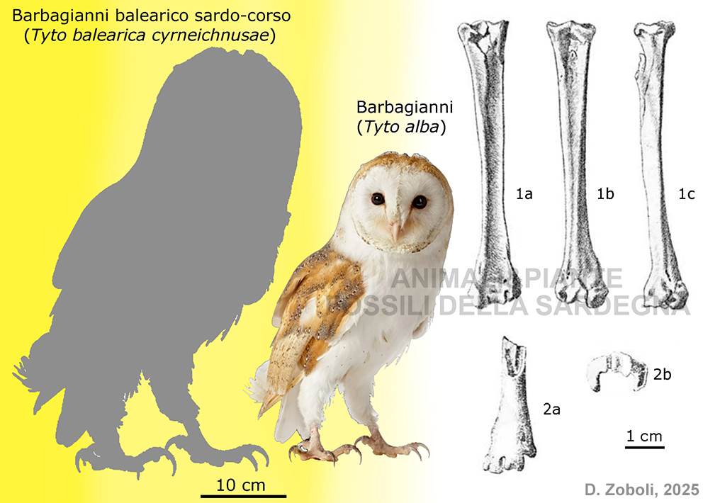 barbagianni