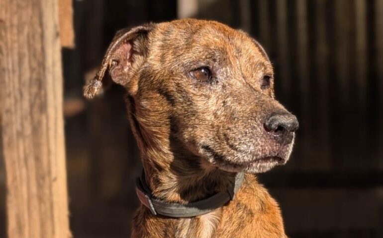 cane abbandonato