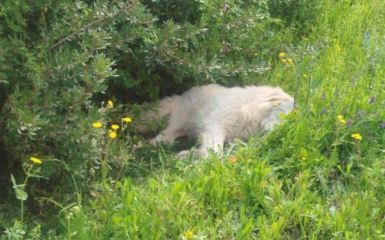 cane abbandonato