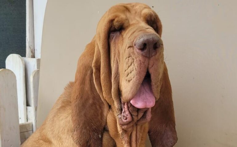 cane che deve essere operato