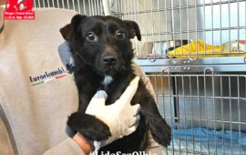 cane in adozione