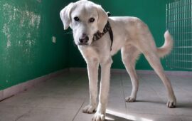 cane in cerca di casa