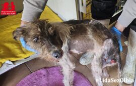 cane sardo maltrattato
