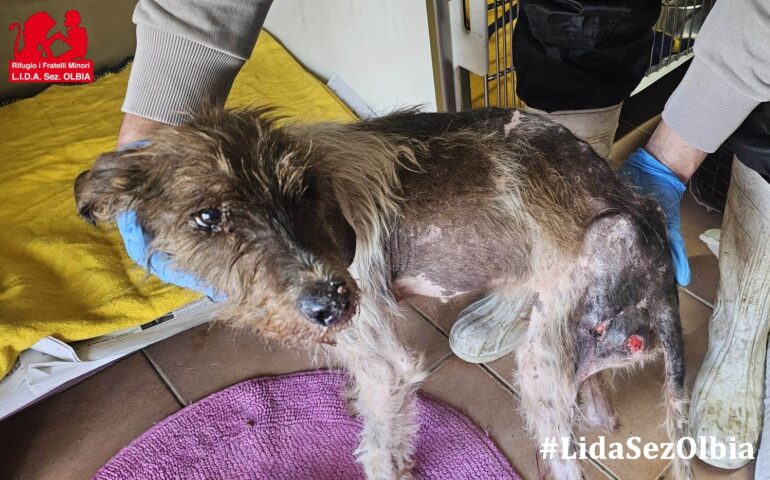cane sardo maltrattato