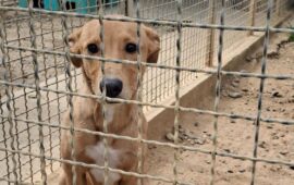 cane sardo in cerca di casa