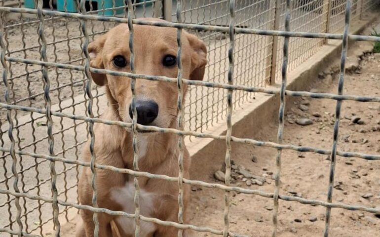 cane sardo in cerca di casa