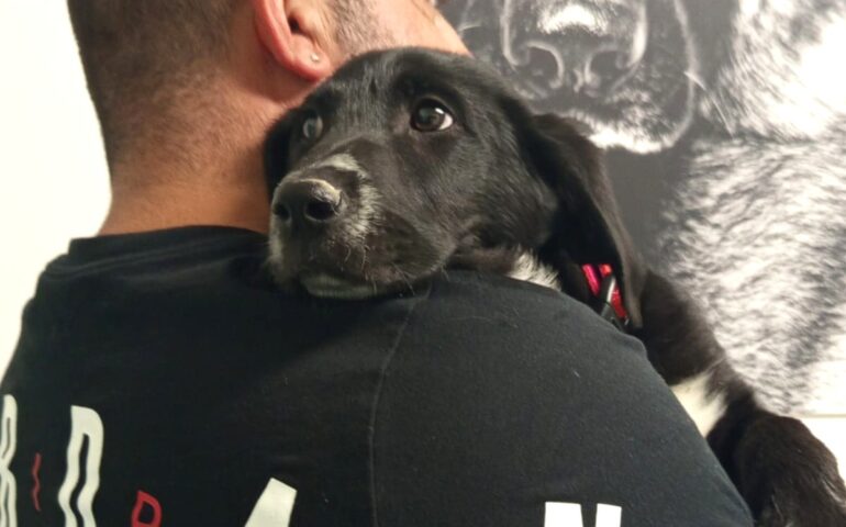 cuccioli in adozione