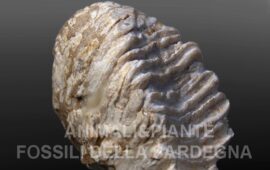 dente di mammut sardo