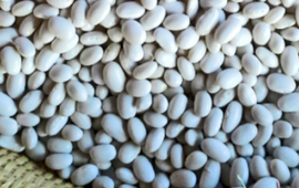 fagiolo bianco sardo