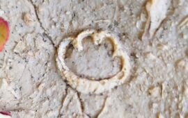 fossile