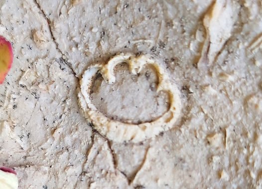 fossile