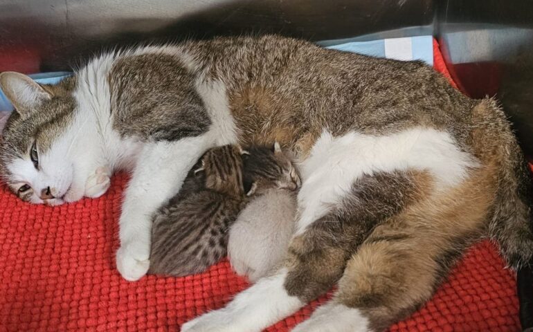 gattini abbandonati