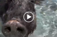 Bellezza (pelosa) al bagno all’Isola di Spargi -VIDEO