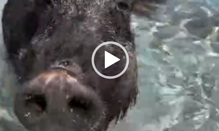 cinghiale si fa il bagno all'isola di spargi