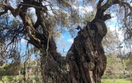 olivo millenario di sini