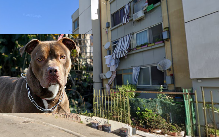 donna attaccata dai suoi pitbull a cagliari