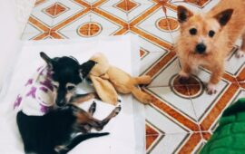 spinny e il coniglietto