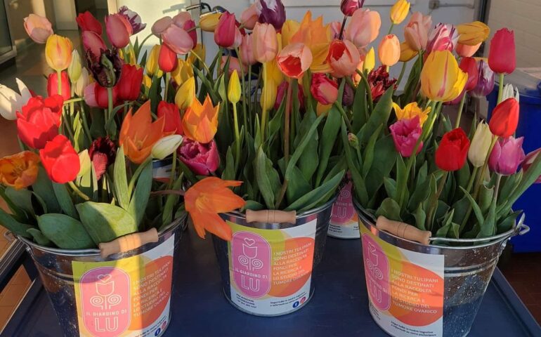 tulipani solidali in ospedale